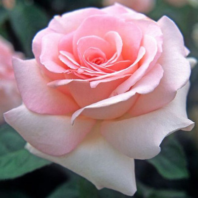Rosa 'Prince Jardinier' R&oacute;zsa 'Prince Jardinier'