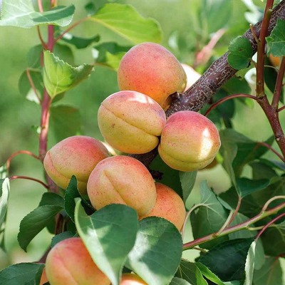 Prunus armeniaca 'Bergeron' Kajszi Bergeron