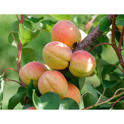Prunus armeniaca 'Goldrich' Kajszi Goldrich