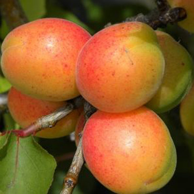 Prunus armeniaca 'Gönci Magyar Kajszi' Kajszi Gönci Magyar Kajszi