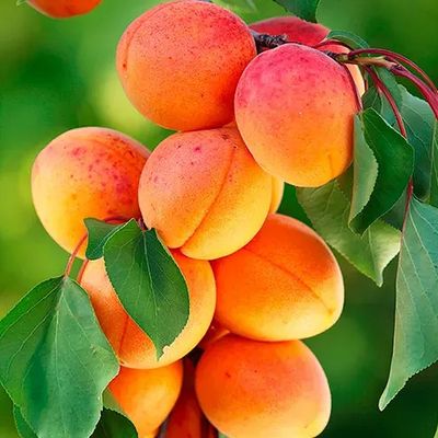 Prunus armeniaca 'Kuresia' Kajszi Kuresia