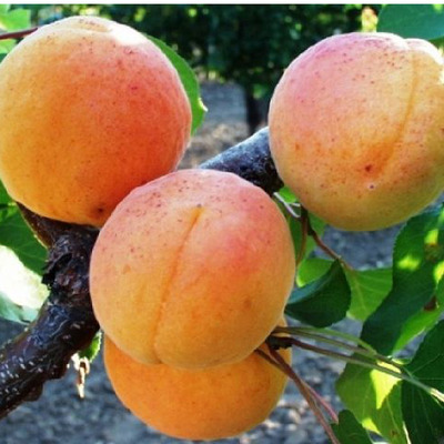 Prunus armeniaca 'Ligeti Óriás' Kajszi Ligeti Óriás