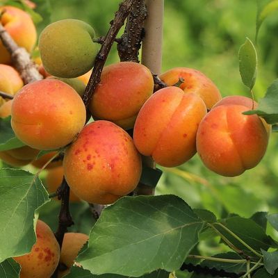 Prunus armeniaca 'Orangered (Bhart)' Kajszi Orangered (Bhart)