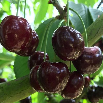 Prunus avium 'Hedelfingeni Óriás' Cseresznye Hedelfingeni Óriás