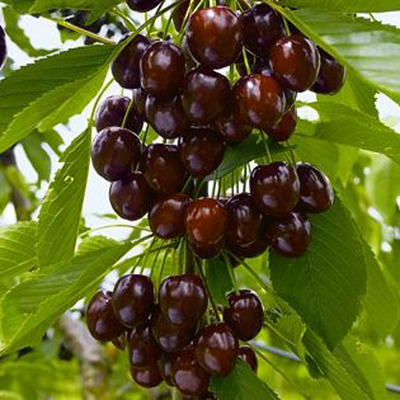 Prunus avium 'Kordia' Cseresznye Kordia