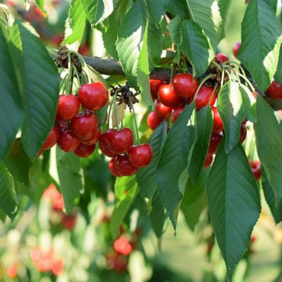Prunus avium 'Lapins' Cseresznye Lapins