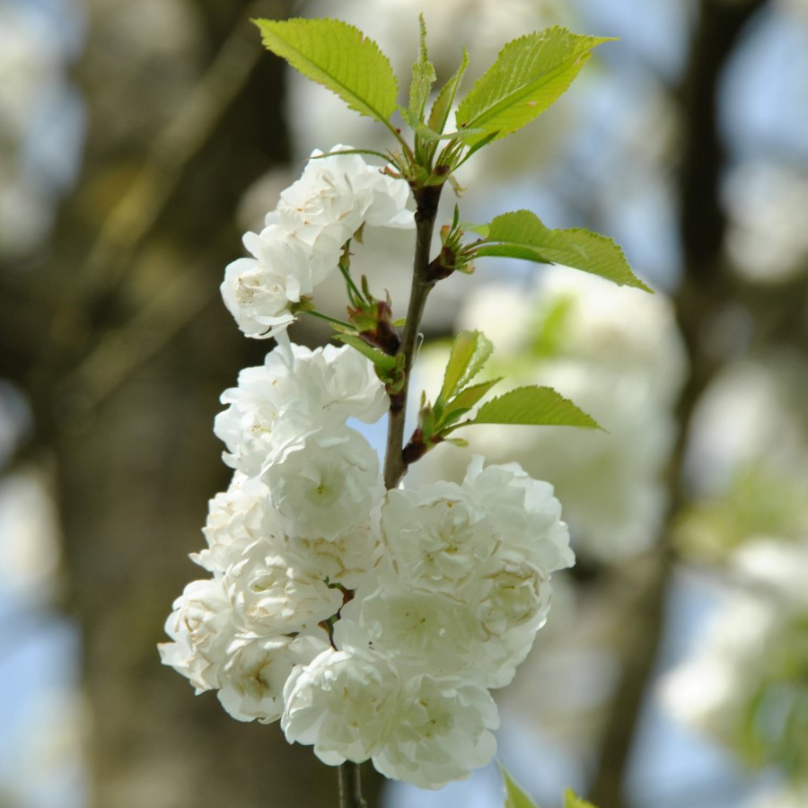 Prunus avium 'Plena' Teltvirágú díszcseresznye