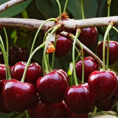 Prunus avium 'Regina' Cseresznye Regina