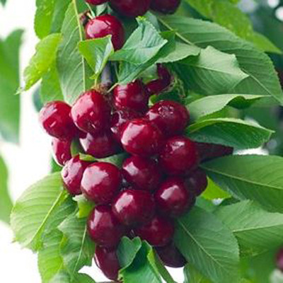 Prunus avium 'Stella' Cseresznye Stella