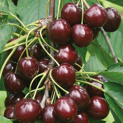 Prunus avium 'Sunburst' Cseresznye Sunburst