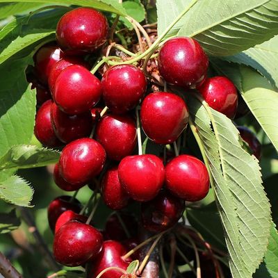 Prunus avium 'Sweet Heart' Cseresznye Sweet Heart