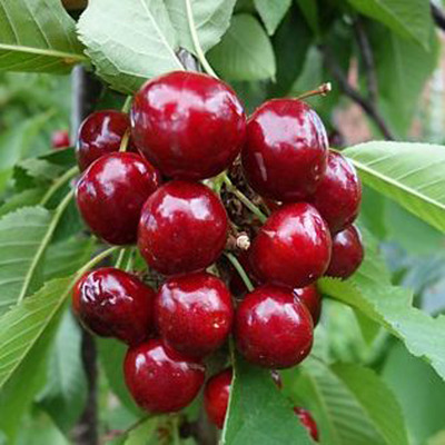 Prunus avium 'Van' Cseresznye Van