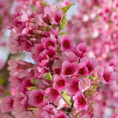 Prunus campanulata Díszcseresznye