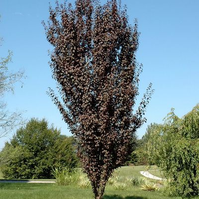 Prunus cerasifera 'Crimson Pointe' Vérszilva -oszlopos