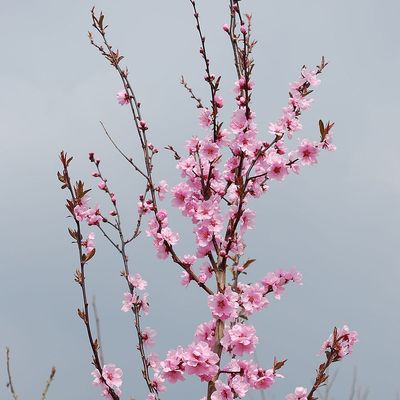 Prunus cerasifera 'Hollywood' Vérszilva