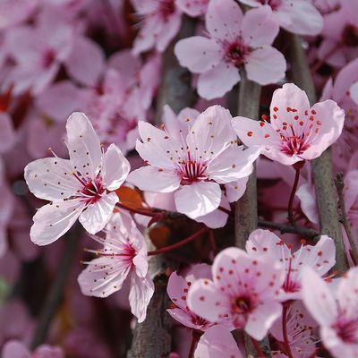 Vérszilva Prunus cerasifera 'Nigra'