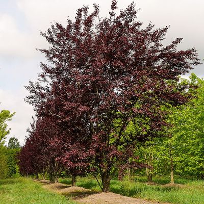 Prunus cerasifera 'Nigra' Vérszilva