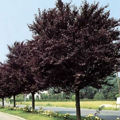 Vérszilva Prunus cerasifera 'Woodii'