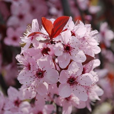 Vérszilva Prunus cerasifera 'Woodii'