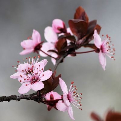 Prunus cerasifera 'Woodii' Vérszilva