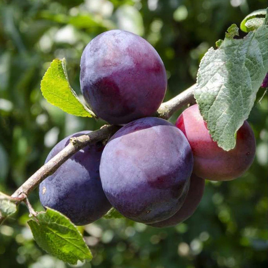 Szilva Opal Prunus domestica 'Opal'
