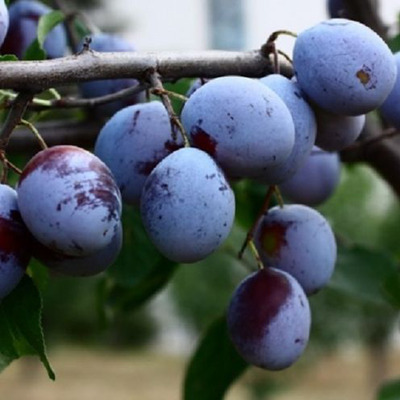 Prunus domestica 'Besztercei NM150' Szilva Besztercei NM150