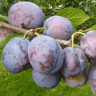 Prunus domestica 'Bluefre' Szilva Bluefre