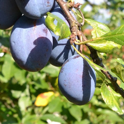 Prunus domestica 'Cacanska Lepotica' Szilva Cacanska Lepotica