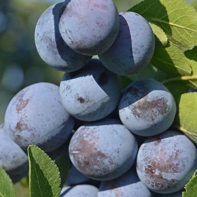 Prunus domestica 'Cacanska Rodna' Szilva Cacanska Rodna