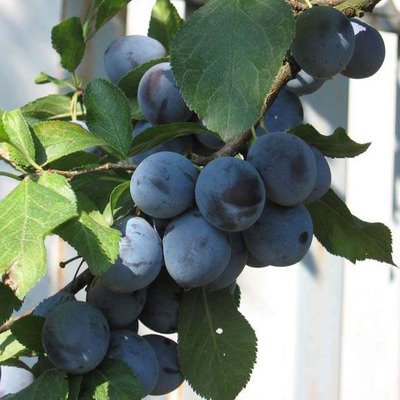 Prunus domestica 'Penyigei'/'Nemtudom' Szilva Penyigei/Nemtudom