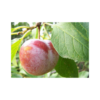 Prunus domestica 'Sermina' Szilva Sermina