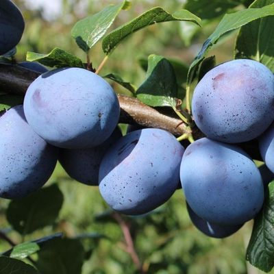 Prunus domestica 'Top Hit' Szilva Top Hit