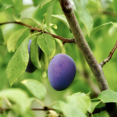 Prunus domestica 'Top Taste Kulinaria' Szilva Top Taste Kulinaria