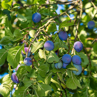 Prunus domestica 'Zempl&eacute;ni K&ouml;k&eacute;ny' Szilva Zempl&eacute;ni K&ouml;k&eacute;ny