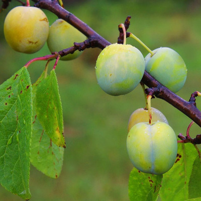 Prunus domestica 'Z&ouml;ld Ringl&oacute;' Szilva Z&ouml;ld Ringl&oacute;