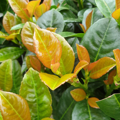 Prunus laurocerasus 'Ani' Bab&eacute;rmeggy