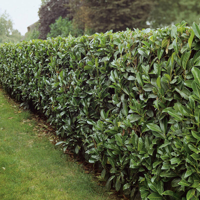 Kaukázusi babérmeggy Prunus laurocerasus 'Caucasica'