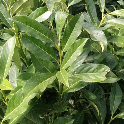 Prunus laurocerasus 'Fontanette' Bab&eacute;rmeggy