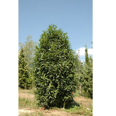 Oszlopos babérmeggy Prunus laurocerasus 'Genolia' (Mariblon)