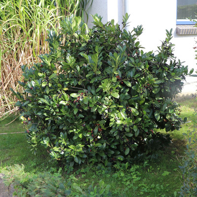 Törpe babérmeggy Prunus laurocerasus 'Mano'