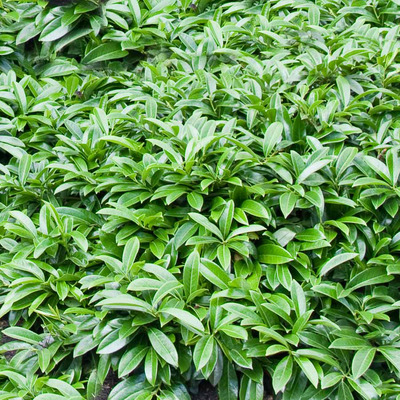 Prunus laurocerasus 'Mount Vernon' Szőnyeg bab&eacute;rmeggy