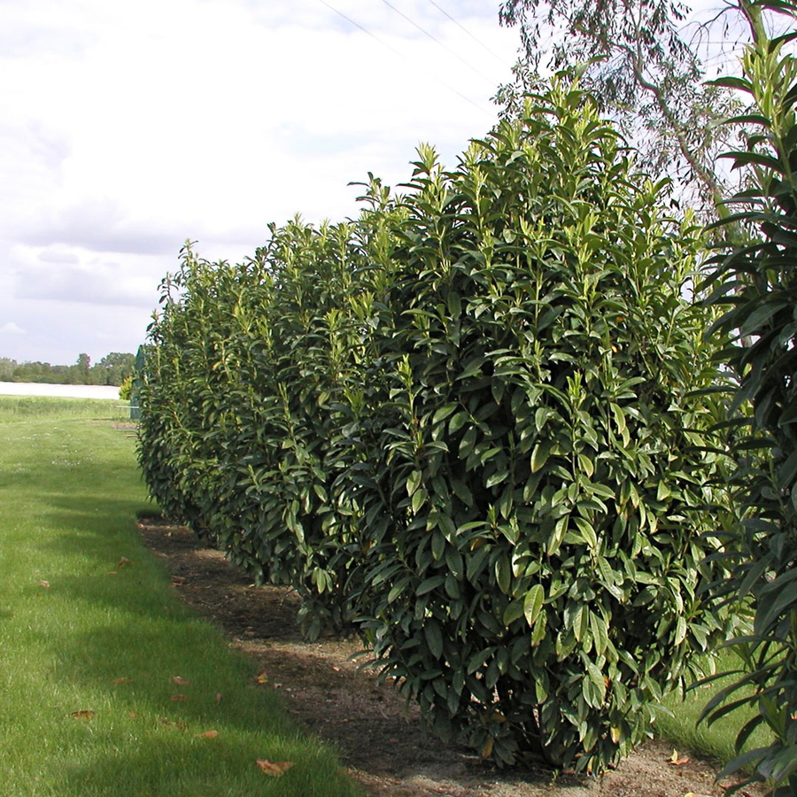 Prunus laurocerasus 'Genolia' (Mariblon) Oszlopos babérmeggy