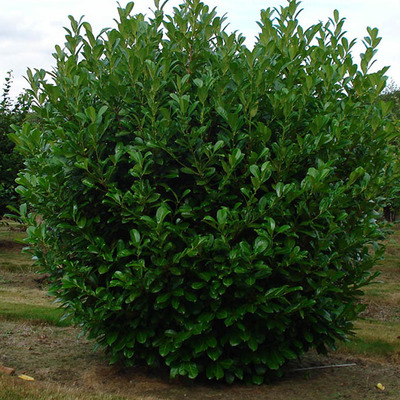 Prunus laurocerasus 'Rotundifolia' Bab&eacute;rmeggy