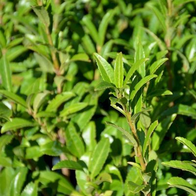 Aprólevelű babérmeggy Prunus laurocerasus 'Zsófi'