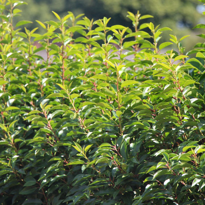 Portugál babérmeggy Prunus lusitanica 'Angustifolia'