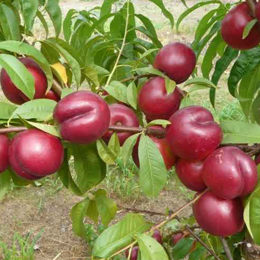 Prunus nucipersica 'Silver Prolific' Nektarin Silver Prolific