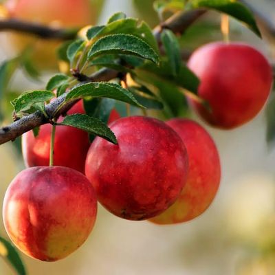 Prunus nucipersica 'Sweet Lady' Nektarin Sweet Lady