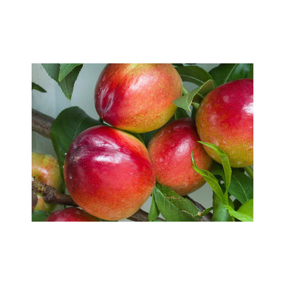 Prunus nucipersica 'Venus' Nektarin Venus