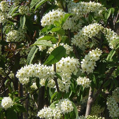 Zelnicemeggy Prunus padus