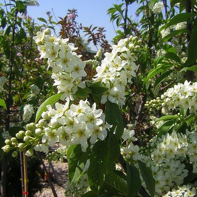Prunus padus Zelnicemeggy